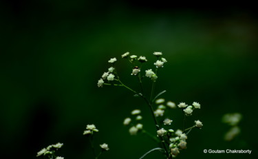Фотография под названием "Tiny Wild Flowers!" - Goutam Chakraborty, Подлинное произведение искусства