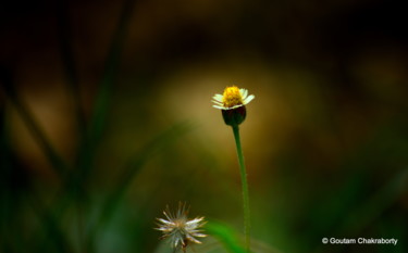 Фотография под названием "Tiny Wild Flowers-II" - Goutam Chakraborty, Подлинное произведение искусства