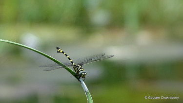 Photography titled "Beautiful creature!" by Goutam Chakraborty, Original Artwork