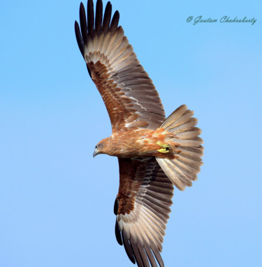 Photographie intitulée "Ruler of the Sky!" par Goutam Chakraborty, Œuvre d'art originale