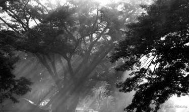 Photographie intitulée "Morning Sun & Mist!" par Goutam Chakraborty, Œuvre d'art originale