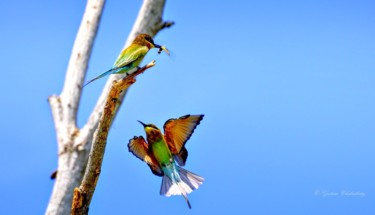 Photography titled "Bee-eaters!" by Goutam Chakraborty, Original Artwork