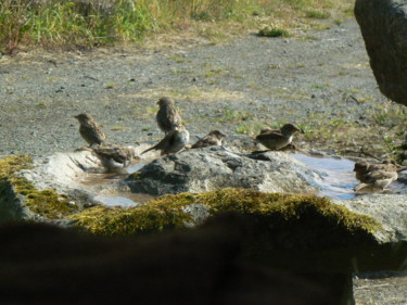 제목이 "BAIN D'OISEAUX GRAN…"인 디자인 Venner Fanch로, 원작, 돌