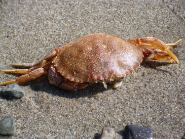 Fotografía titulada "Crabe" por Alex Grimarts, Obra de arte original, Fotografía no manipulada