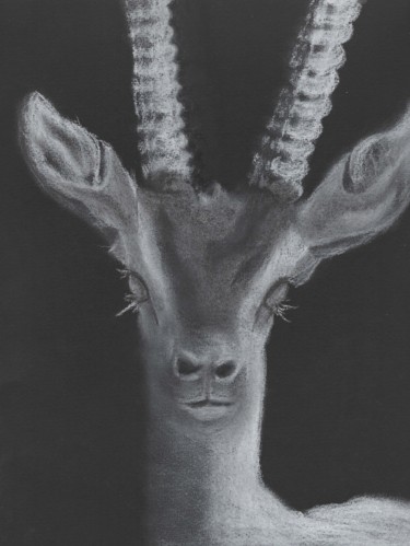 Drawing titled "Gazelle" by Gurvanart, Original Artwork, Chalk