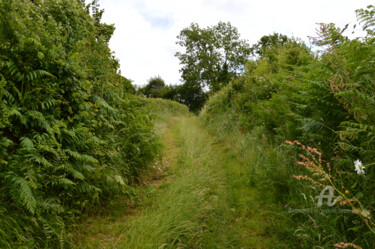 Photography titled "Campagne normande -…" by Guylaine Bisson (GuyL'ART), Original Artwork