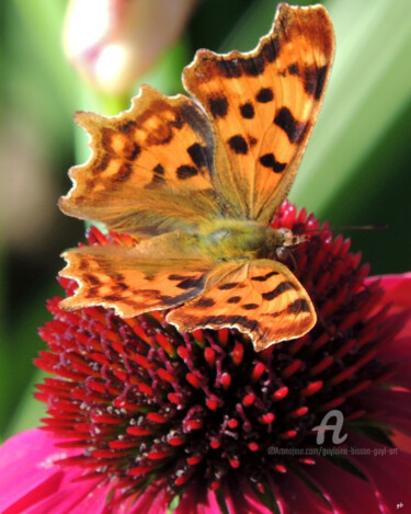 Photography titled "Le papillon et l'éc…" by Guylaine Bisson (GuyL'ART), Original Artwork, Digital Photography