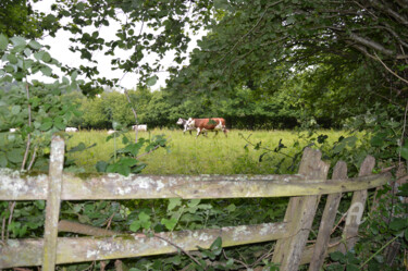 Photographie intitulée "Campagne Basse Norm…" par Guylaine Bisson (GuyL'ART), Œuvre d'art originale, Autre