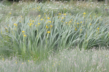 Photographie intitulée "Fleurs des champs -…" par Guylaine Bisson (GuyL'ART), Œuvre d'art originale