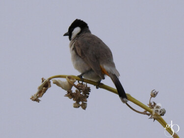 Fotografia intitulada "Bulbul à oreillons…" por Guylaine Bisson (GuyL'ART), Obras de arte originais, Fotografia digital