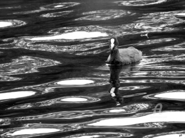 Photography titled "Poule et reflets d'…" by Guylaine Bisson (GuyL'ART), Original Artwork, Digital Photography