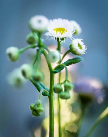 Photographie intitulée "Fleabane" par Gwendolyn Roth, Œuvre d'art originale, Photographie numérique