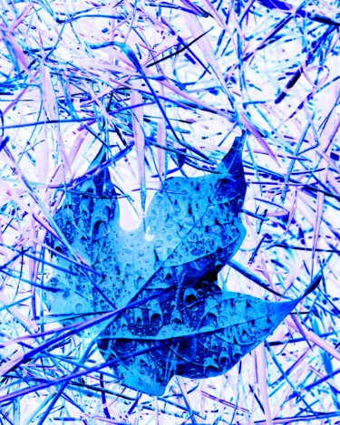 Photographie intitulée "Blue Leaf" par Gwendolyn Roth, Œuvre d'art originale, Photographie numérique