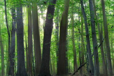 Fotografia intitulada "Dark Woods" por Gwendolyn Roth, Obras de arte originais, Fotografia digital