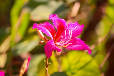 제목이 "A FLOR"인 사진 Halder로, 원작, 디지털 목재 패널에 장착됨