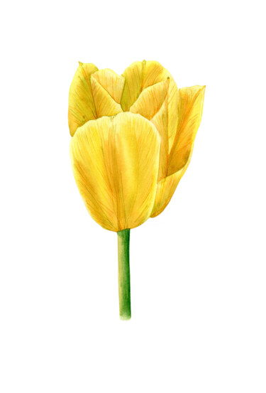 Картина под названием "Yellow Tulip" - Hanna Kopylova, Подлинное произведение искусства, Акварель
