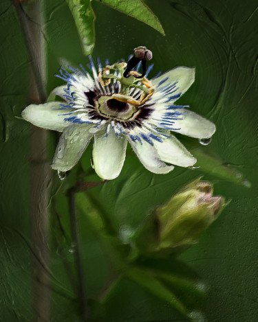 Arte digital titulada "Passiflora" por Helena Vintergreen, Obra de arte original, Pintura Digital