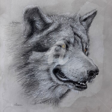 Dessin intitulée "Tête de loup" par Henri Ibara, Œuvre d'art originale, Crayon