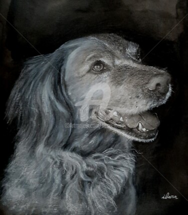 Drawing titled "Portrait de Balto" by Henri Ibara, Original Artwork, Pencil