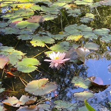 Fotografie mit dem Titel "Rosa Seerose" von Herbert Wiedergut (herb-art), Original-Kunstwerk, Digitale Fotografie