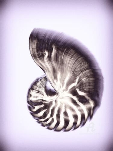 Photography titled "Nautilus monochrom" by Hermann Mock, Original Artwork, Digital Photography