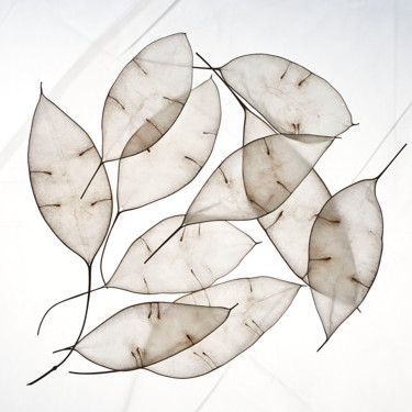 제목이 "White Leaves"인 사진 Hrnjak Maja로, 원작, 디지털