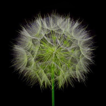 Photographie intitulée "Dandeliun" par Hrnjak Maja, Œuvre d'art originale, Photographie numérique