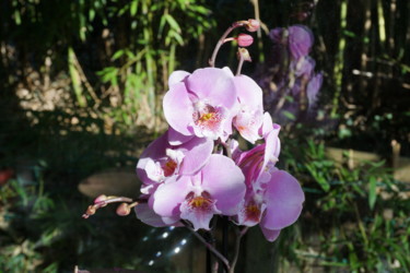 Fotografia intitolato "orchidees" da Phrevt H, Opera d'arte originale, Fotografia non manipolata