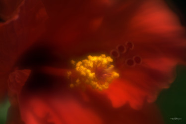 Photography titled "Red Hibiscus" by Travis Burgess, Original Artwork, Digital Photography