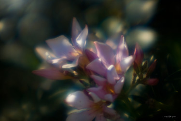 Fotografie getiteld "Pink Oleander 1" door Travis Burgess, Origineel Kunstwerk, Digitale fotografie