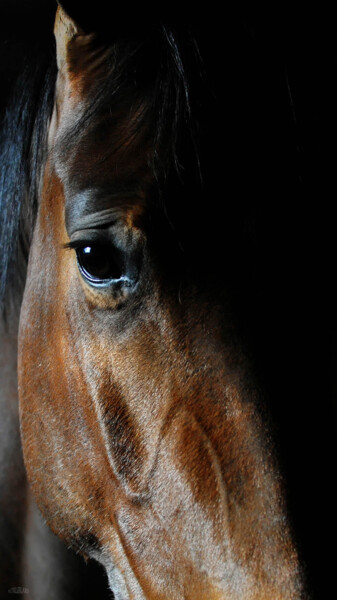 Photography titled "Le cheval" by Hubert Trublard, Original Artwork, Digital Photography Mounted on Other rigid panel