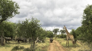 Fotografie getiteld "En chemin" door Hubert Trublard, Origineel Kunstwerk, Niet gemanipuleerde fotografie Gemonteerd op Ande…