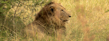 Fotografía titulada "Savane" por Hubert Trublard, Obra de arte original, Fotografía no manipulada Montado en Otro panel rígi…