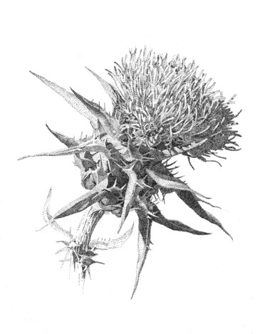 Dibujo titulada "Thistle" por Iana Cherepanska, Obra de arte original, Tinta