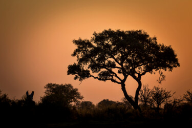 Photographie intitulée "Okavango Dusk" par Igor Borišek, Œuvre d'art originale, Photographie numérique
