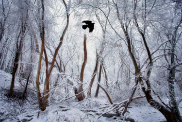 Photographie intitulée "Raven" par Igor Borišek, Œuvre d'art originale, Photographie numérique