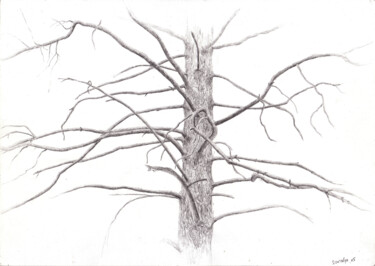 Dessin intitulée "Ветви сосны" par Igor Masin, Œuvre d'art originale, Crayon