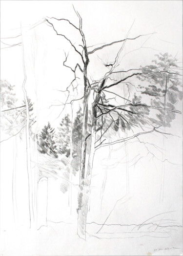 Dibujo titulada "Ветви дерева. Зарис…" por Igor Masin, Obra de arte original, Lápiz