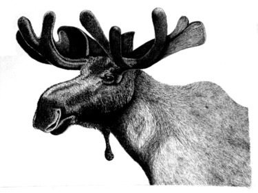 "Moose" başlıklı Resim Igzotic tarafından, Orijinal sanat, Mürekkep