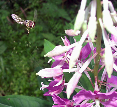 Φωτογραφία με τίτλο "Fireweed Flyby" από Igzotic, Αυθεντικά έργα τέχνης, Ψηφιακή φωτογραφία