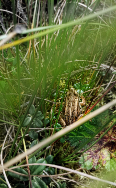 Fotografia intitolato "Wood Frog" da Igzotic, Opera d'arte originale, Fotografia digitale