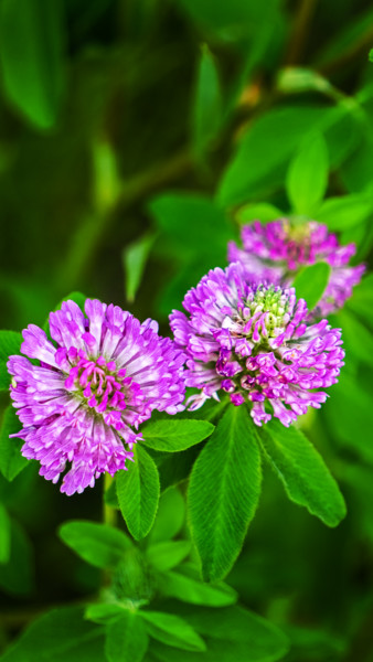 Fotografia intitulada "Red Clover 2" por Igzotic, Obras de arte originais, Fotografia digital