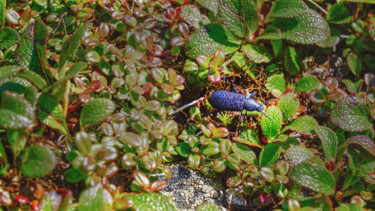 Photography titled "Beetle" by Igzotic, Original Artwork