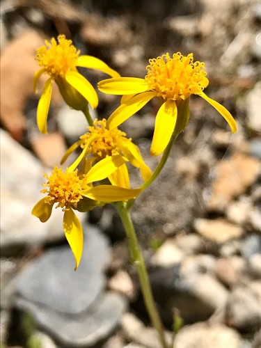 Photography titled "Dwarf Golden Aster" by Igzotic, Original Artwork, Digital Photography