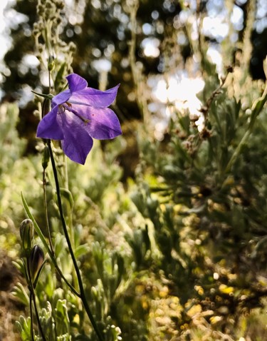 Photography titled "Mountain Harebell" by Igzotic, Original Artwork, Digital Photography