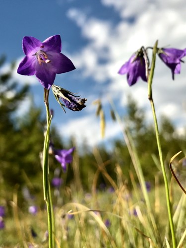 Photography titled "Mountain Harebell 2" by Igzotic, Original Artwork, Digital Photography