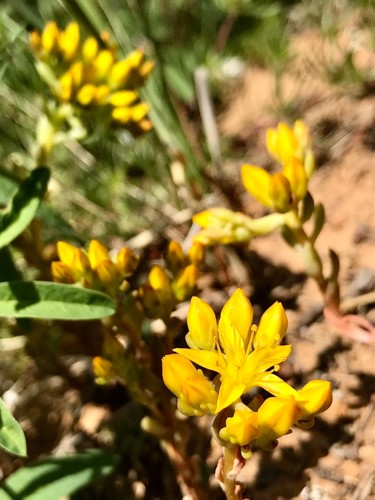 Photography titled "Yellow Stonecrop" by Igzotic, Original Artwork, Digital Photography