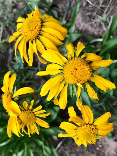 "Yellow Wildflowers" başlıklı Fotoğraf Igzotic tarafından, Orijinal sanat, Dijital Fotoğrafçılık