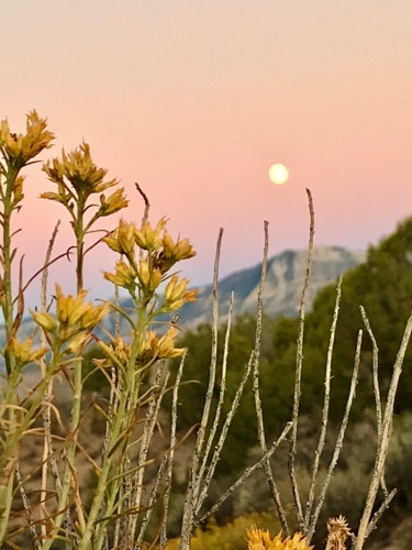 "Desert Flowers at M…" başlıklı Fotoğraf Igzotic tarafından, Orijinal sanat, Fotoşopsuz fotoğraf