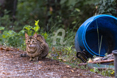 Fotografía titulada "Gatta curiosa" por Ilesh, Obra de arte original, Fotografía digital